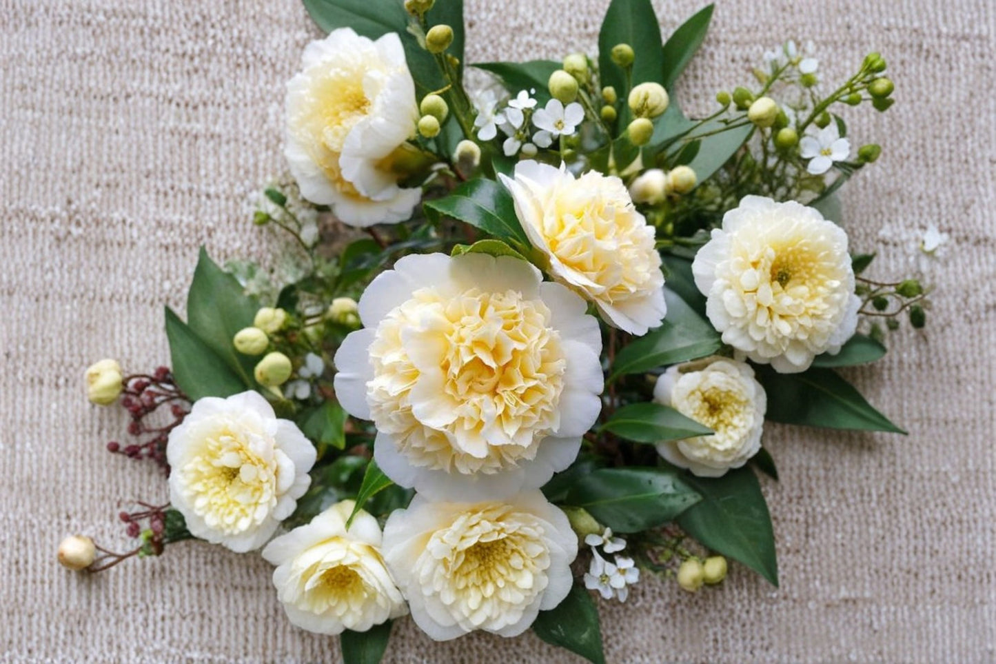 Jury's Yellow Camellia Japonica Live Starter Plant – Camellia japonica 'Jury's Yellow'