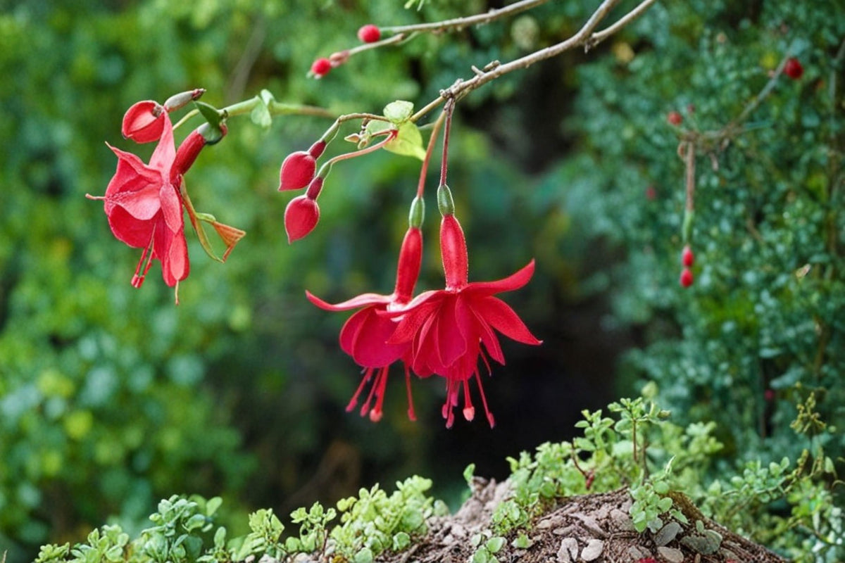 2 Marinka Fuchsia Live Plants | Fuchsia Hybrid | Red Flowering Fuchsia | 5 Inch Potted Plants | Trailing Fuchsia | Hanging Basket Flower