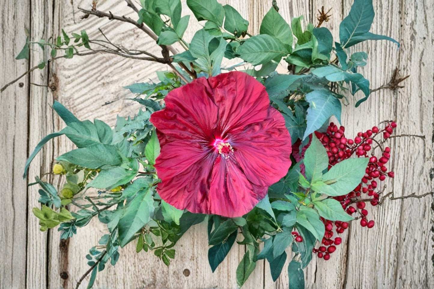 Blackberry Merlot Hardy Hibiscus Live Plant – 2.5" Pot – Hibiscus 'Blackberry Merlot'