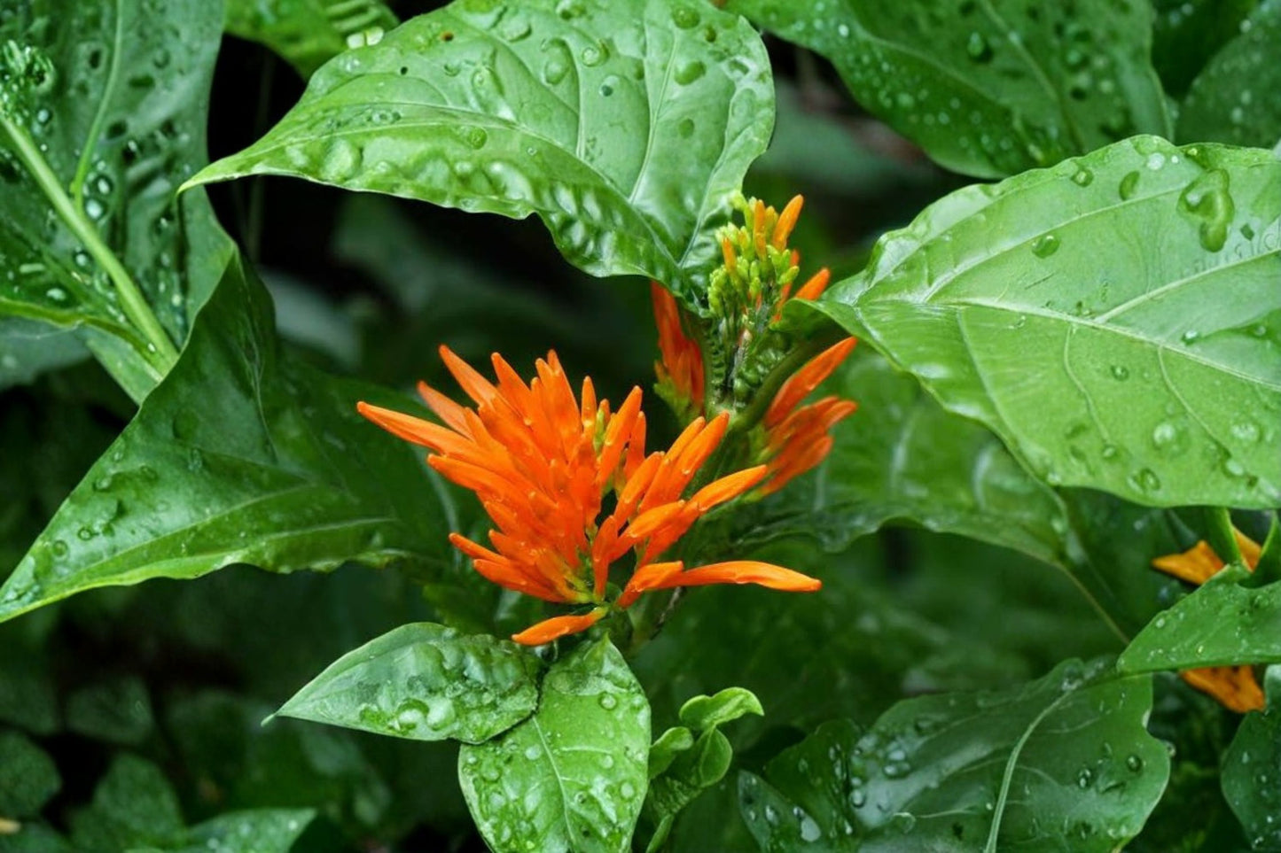 Mexican Honeysuckle Live 1 Gallon Fully Rooted Plant – Justicia spicigera