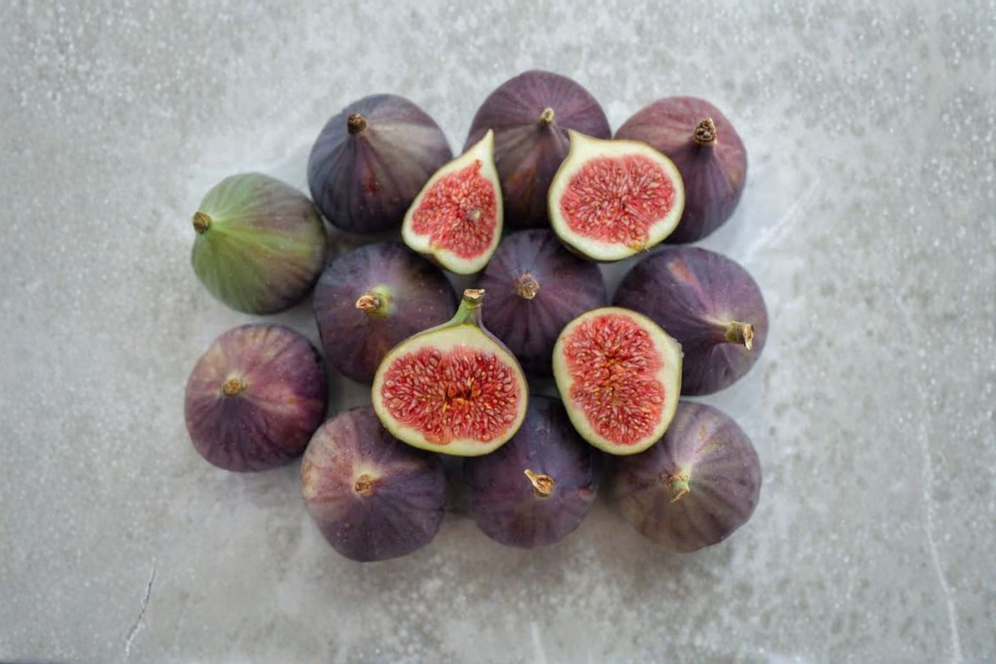 LSU Purple Fig Live Starter Plant – Well Rooted – Ficus carica
