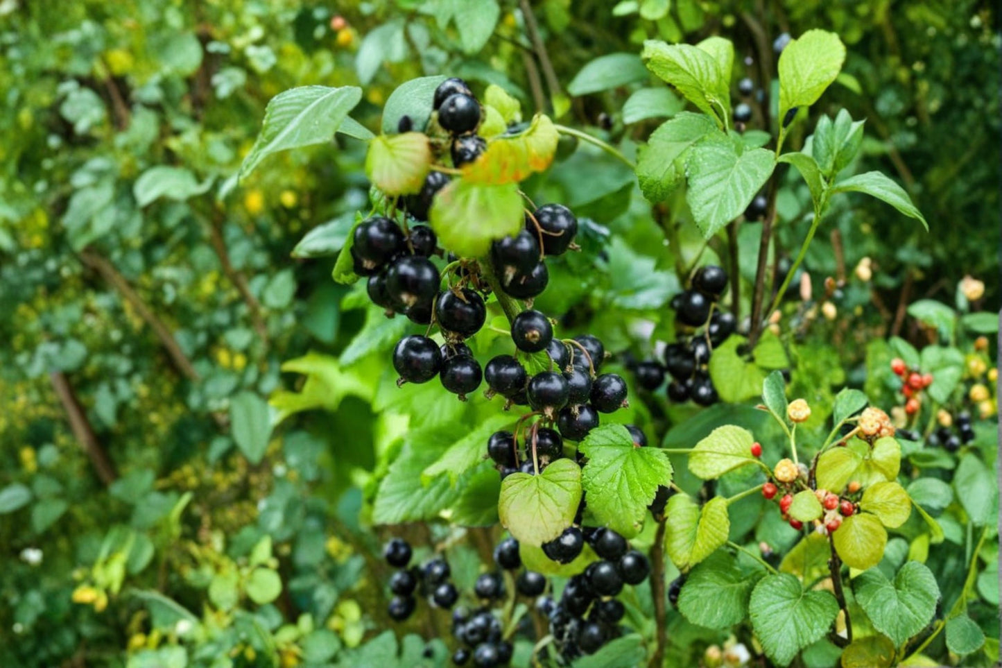 Consort Black Currant Live Rooted Starter Plant – Edible Shrub – Ribes nigrum 'Consort'