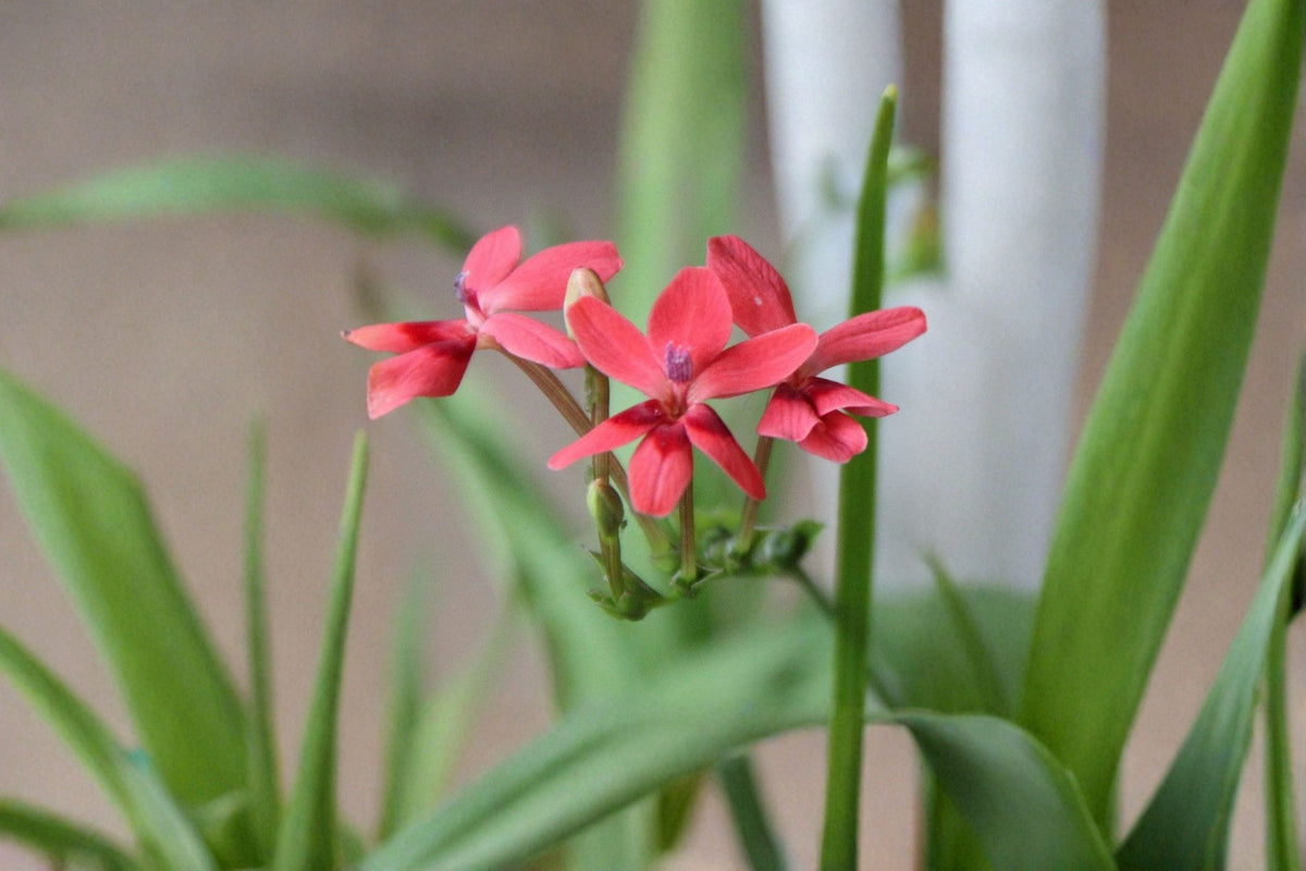 False Freesia 20 Bulbs – Lapeirousia laxa Flower Bulbs