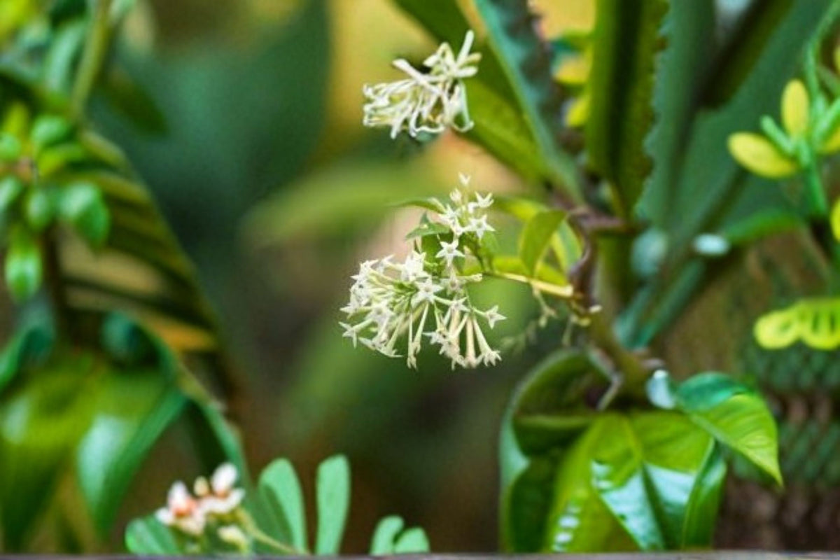 Night Blooming Jasmine Live Plant – Fragrant White Flowering Shrub
