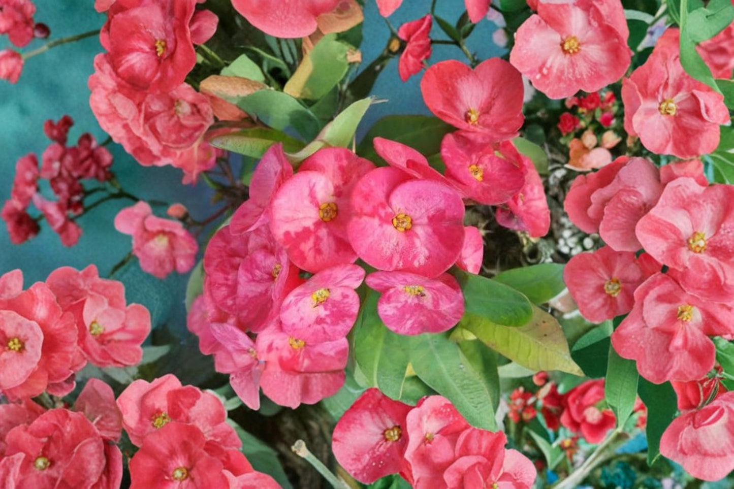 Thai Pink Crown of Thorns Live Plant – 7–12" Tall – Euphorbia milii