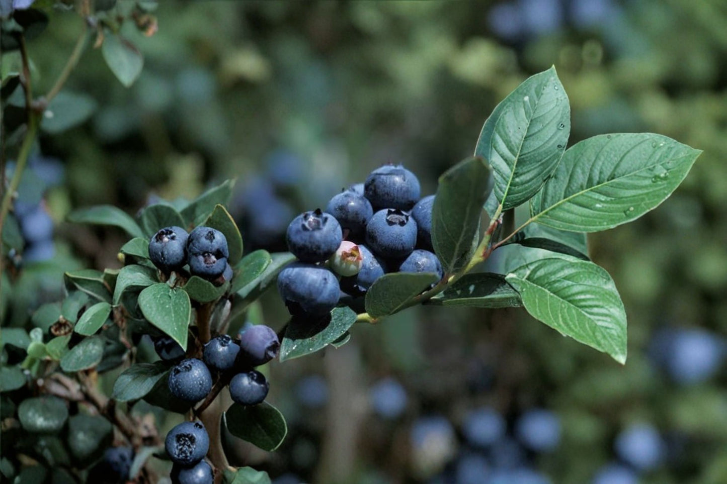 Duke Blueberry Live Plant – 2.5 Qt. Pot – Vaccinium corymbosum – Large Crisp Berries