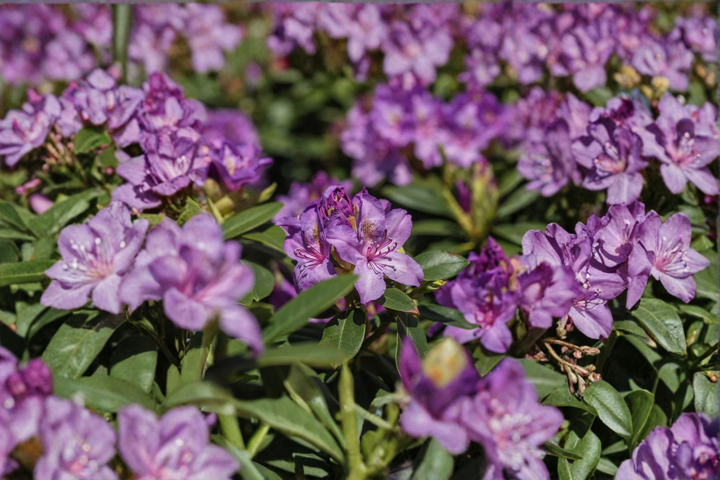 Catawba Boursault Rhododendron Live Starter Plant – 7L Pot – Rhododendron catawbiense 'Boursault'