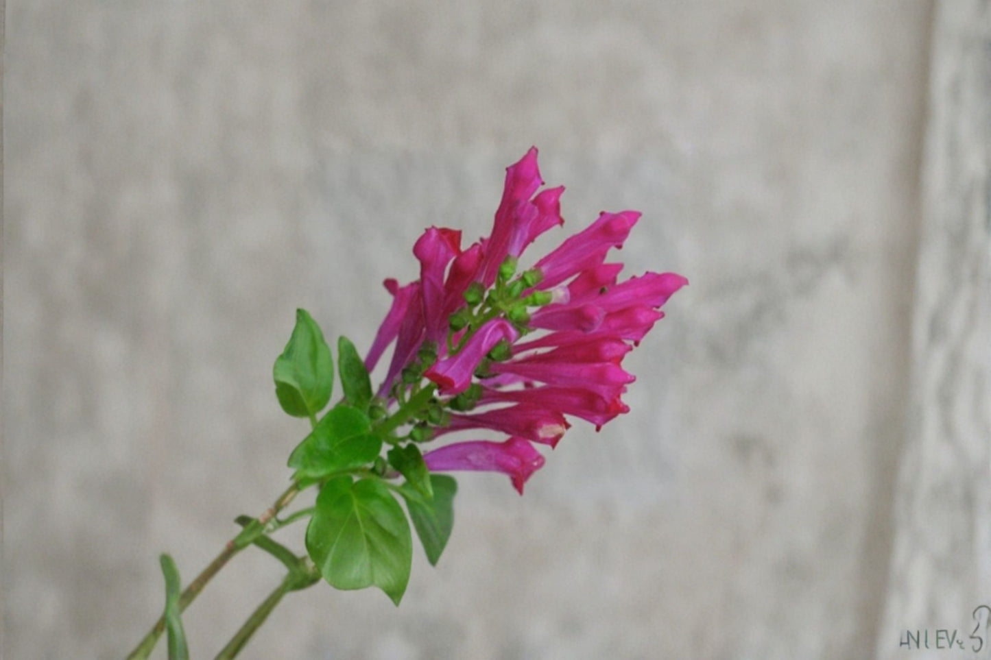 Pink Skullcap Live 1 Gallon Plant – Fully Rooted Scutellaria suffrutescens