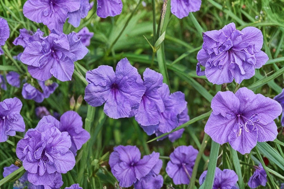 Ruellia 'Purple Showers' Live Plants | 2 Pack Starter Plugs | Purple Flowering Plant | Mexican Petunia | Live Garden Plant | PLANT NOOK