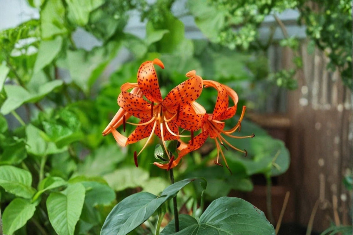 Tiger Lily Live Plants | 2 Lilium lancifolium Plants | Orange Tiger Lily | 4 Inch Pot | Perennial Flowering Plant | Garden Lily