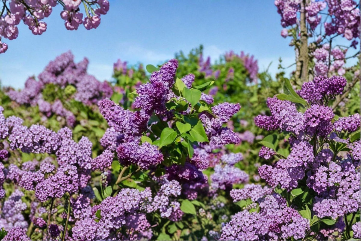 2 Common Lilac Live Plants | Double Blue Lilac Bush | 4 Inch Pots | Cold Hardy Flowering Shrub | Syringa vulgaris | Zones 3-7