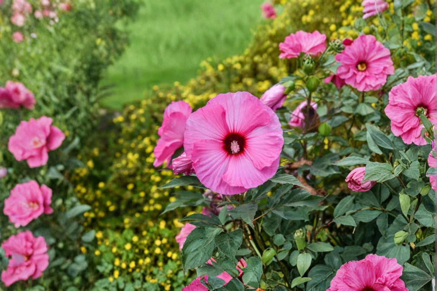 Candy Crush Hardy Bush Hibiscus Live Plant – 2.5" Pot – Pink Blooms – Hibiscus hybrid