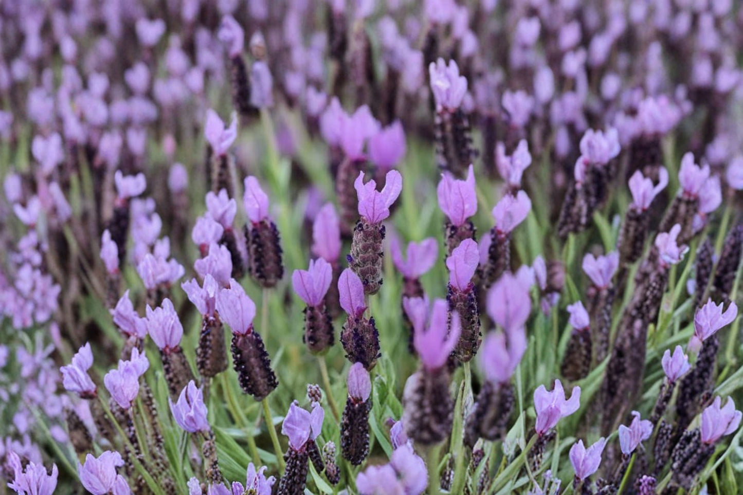 Otto Quast Lavender Live Plants (2 Pack) – 4–6" Tall – Lavandula stoechas