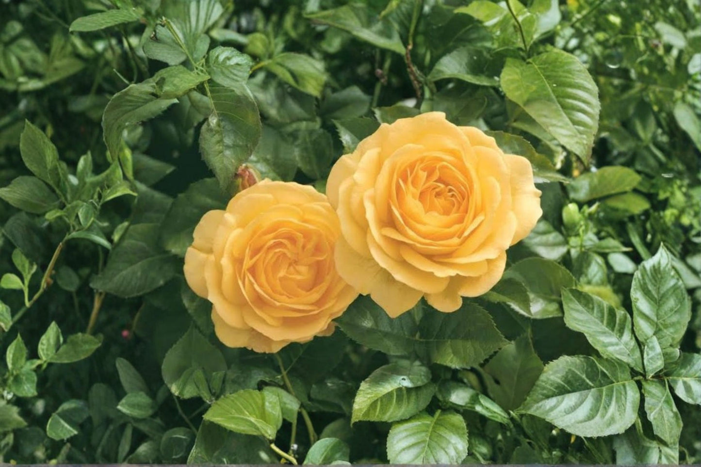 Julia Child Rose Live Starter Plant – 4–6" Tall – No Pot – Golden Rose – Rosa 'Julia Child'