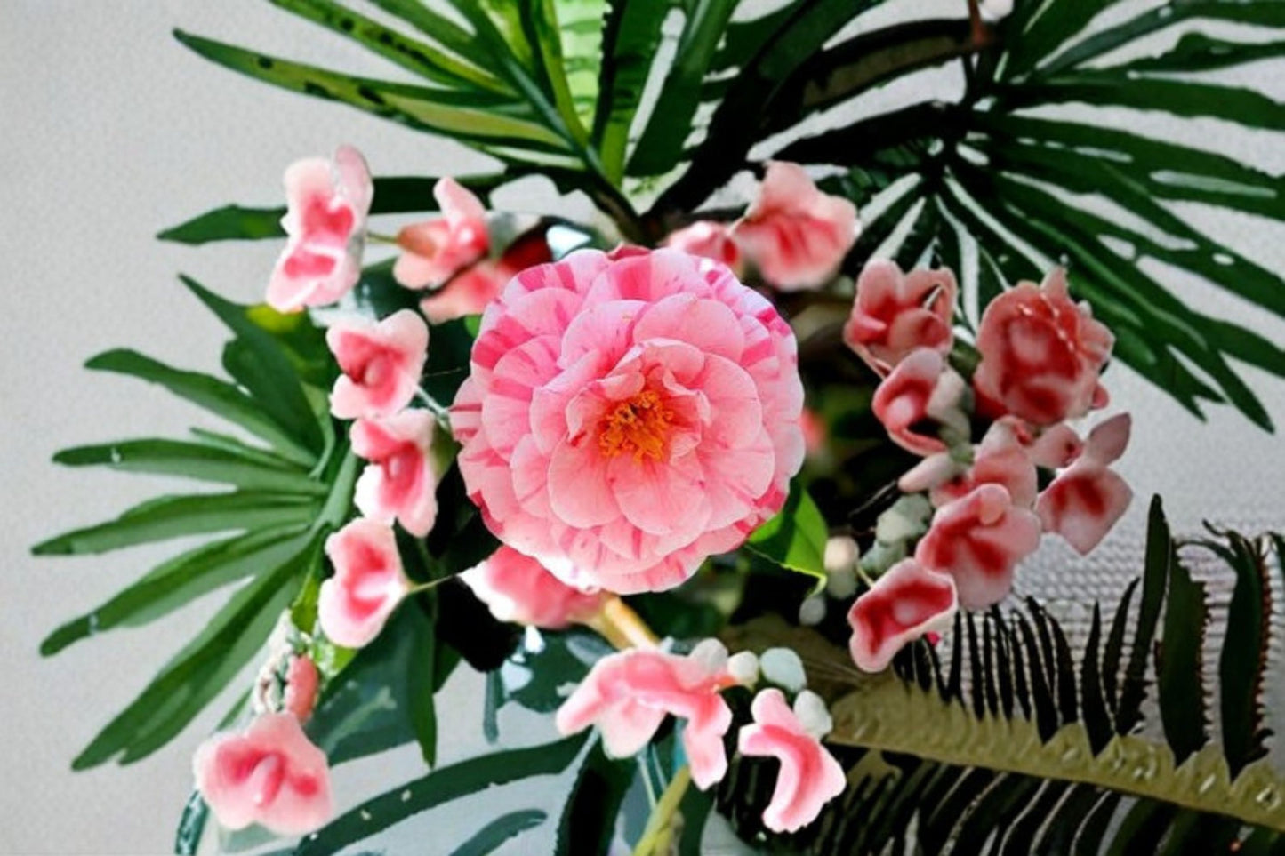 Kick Off Camellia Live Starter Plant – Bicolor Blooms – Camellia japonica