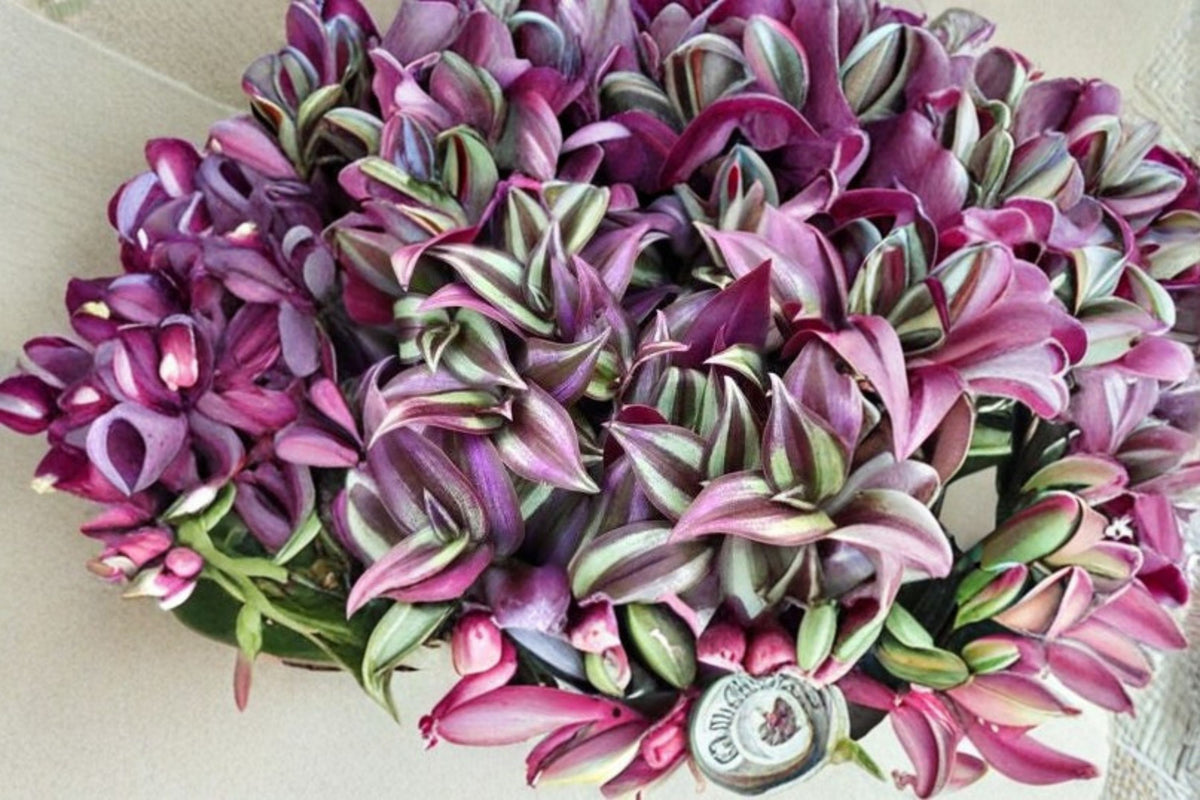 5 Rooted Tradescantia Zebrina Plants | Purple Wandering Jew | Live Rooted Cuttings | Striped Tradescantia | Trailing Houseplant