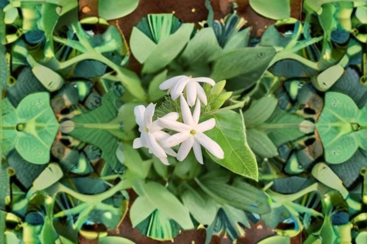 Downy Jasmine Live Plant – Fragrant White Flowering Shrub