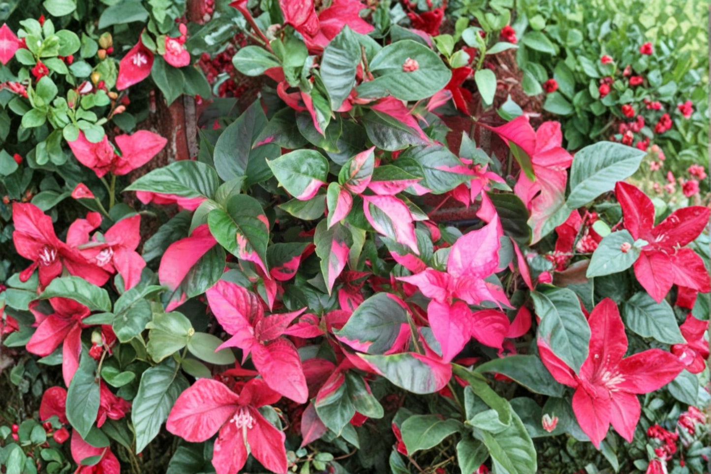 2 Alternanthera Party Time Live Plants – 4–6 Inch Tall – Variegated Foliage Plant