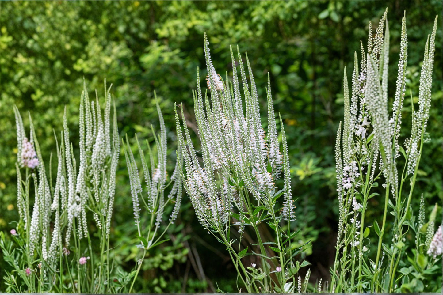 Culver's Root Live Starter Plant – 4–8" Tall – Veronicastrum virginicum – Native Perennial
