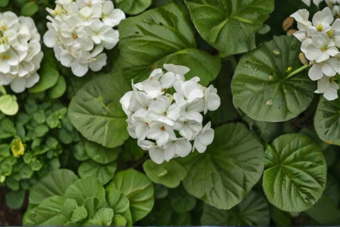 White Geranium Live Plant – Blooming – 6" Pot – Pelargonium × hortorum