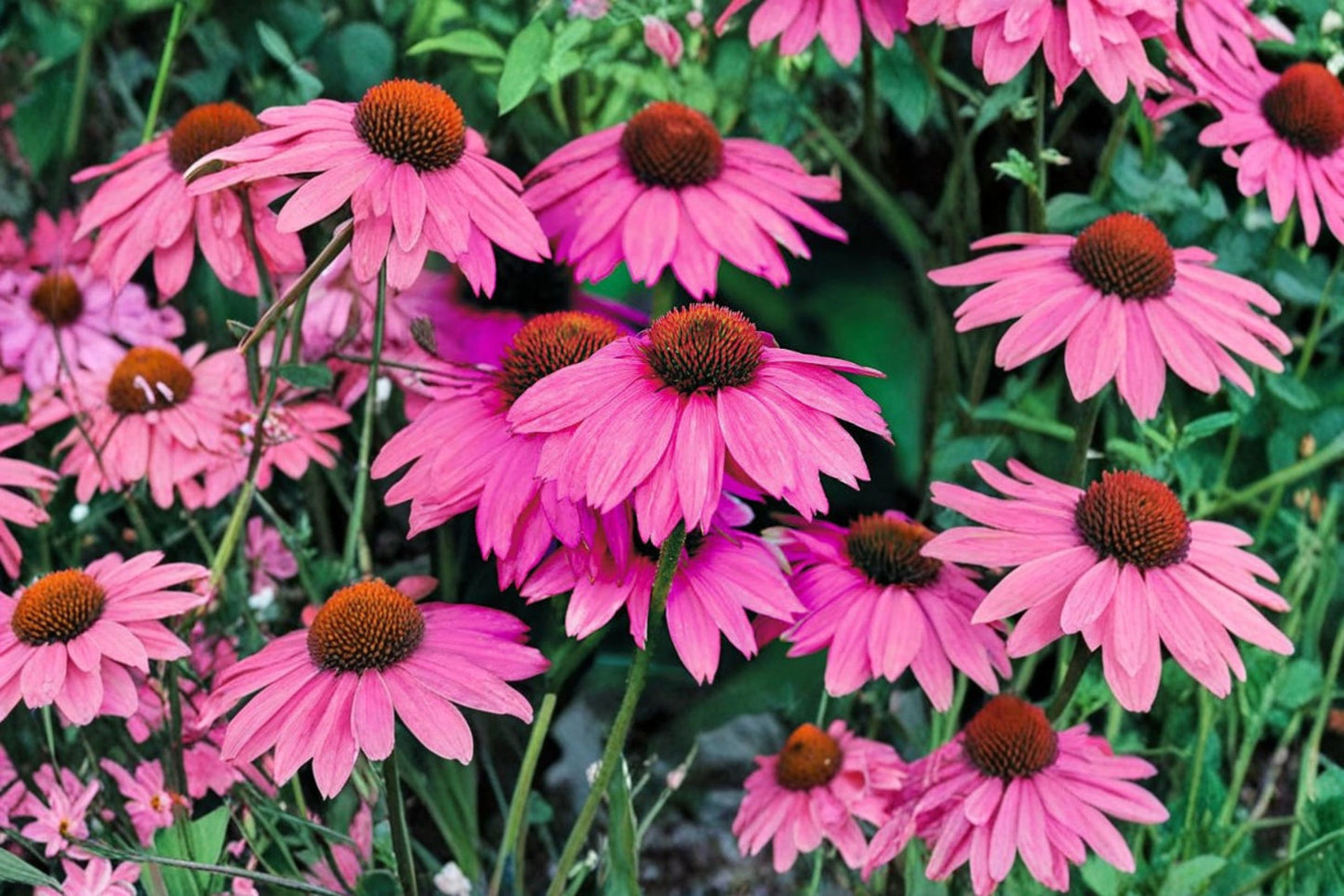 PowWow Wild Berry Coneflower Live Plant – 6+ Inches – Echinacea purpurea