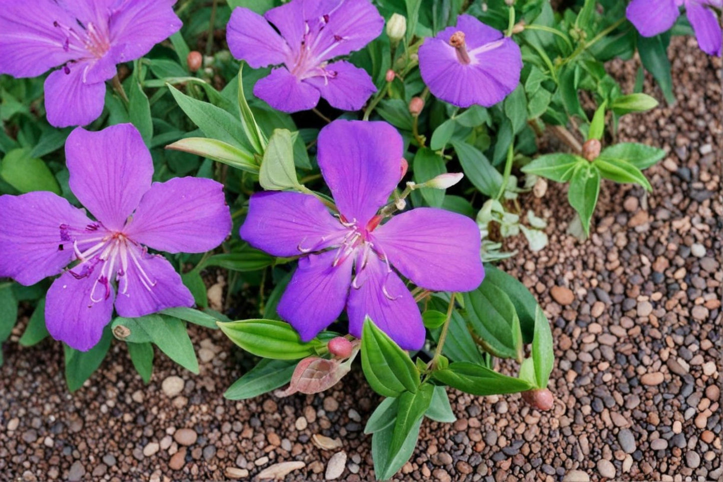 2 Dwarf Texas Sage Live Plants – 5–9" Tall – Silverleaf Purple Shrubs – Leucophyllum frutescens