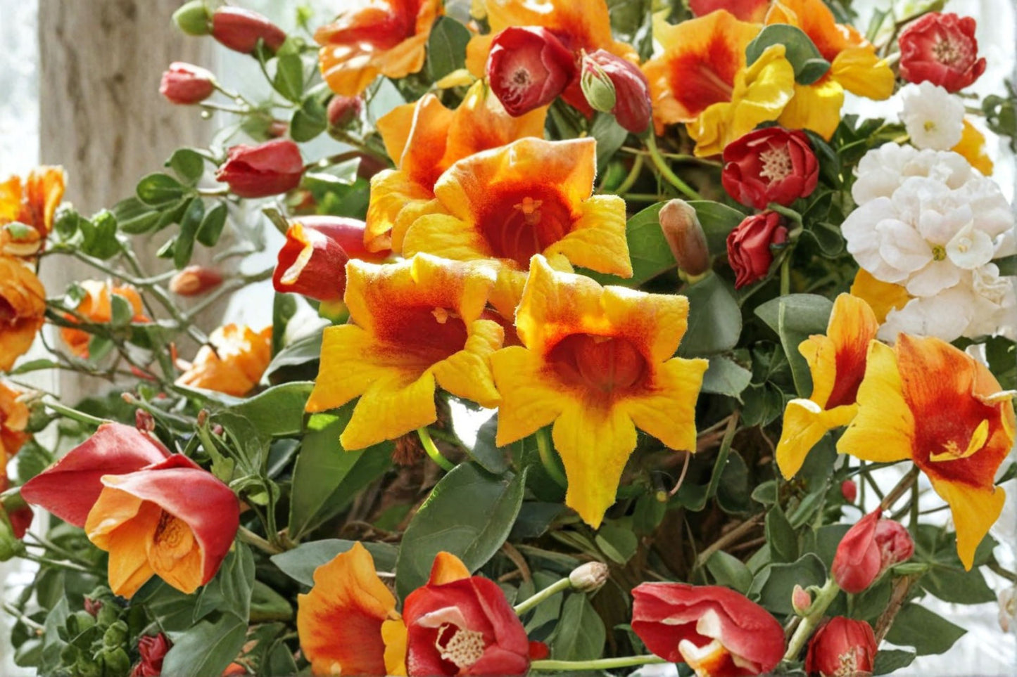 Gold & Crimson Crossvine Live Bare Root Plant – Bignonia capreolata