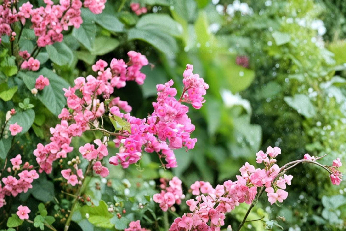Mexican Creeper Live Plants – 2 Pack – 4–6" Tall – Climbing Pink Flowering Vine