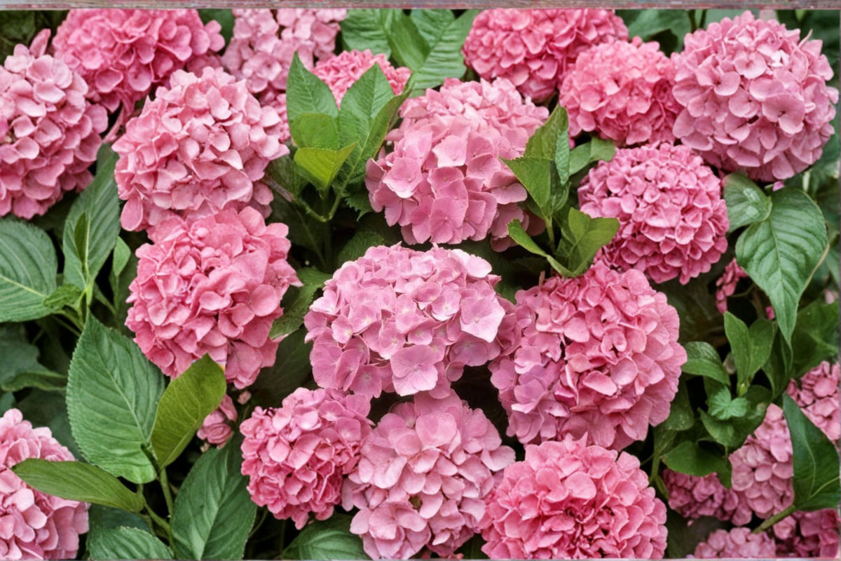 Pink Hydrangea Live Plant | Dwarf Hydrangea Shrub | 6-12 Inch Plant | 1 Quart Pot | Flowering Garden Shrub | Zones 5-9