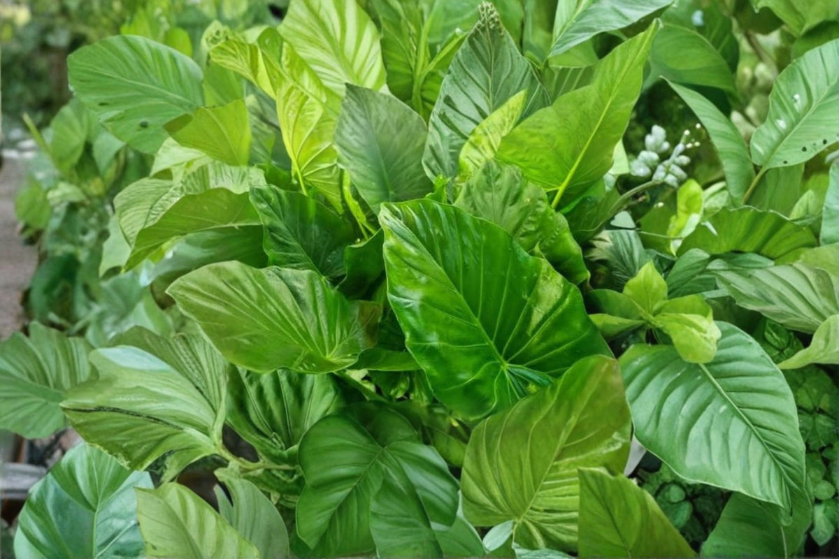 Elephant Ear Alocasia Live Plant | Alocasia macrorrhiza | Tropical Elephant Ear Plant | Large Leaf Houseplant | Live Tropical Foliage