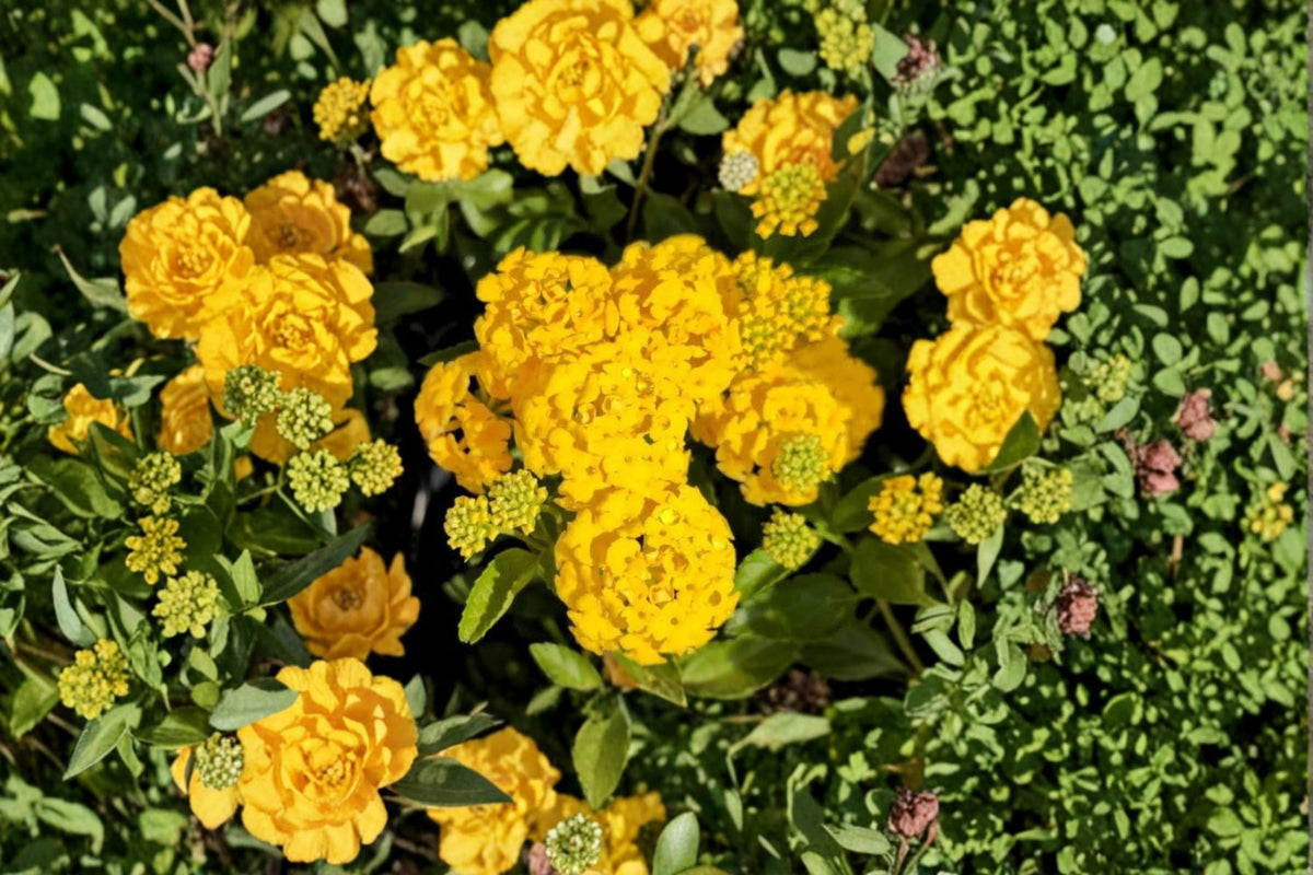 Gold Lantana Live Plant | Yellow Flowering Lantana | 1 Gallon Potted Plant | Trailing Groundcover | Heat Loving Garden Plant | Full Sun