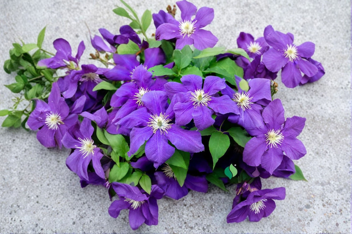 Jackmanii Superba Clematis Live Starter Plant – Roots Only – Clematis 'Jackmanii Superba'