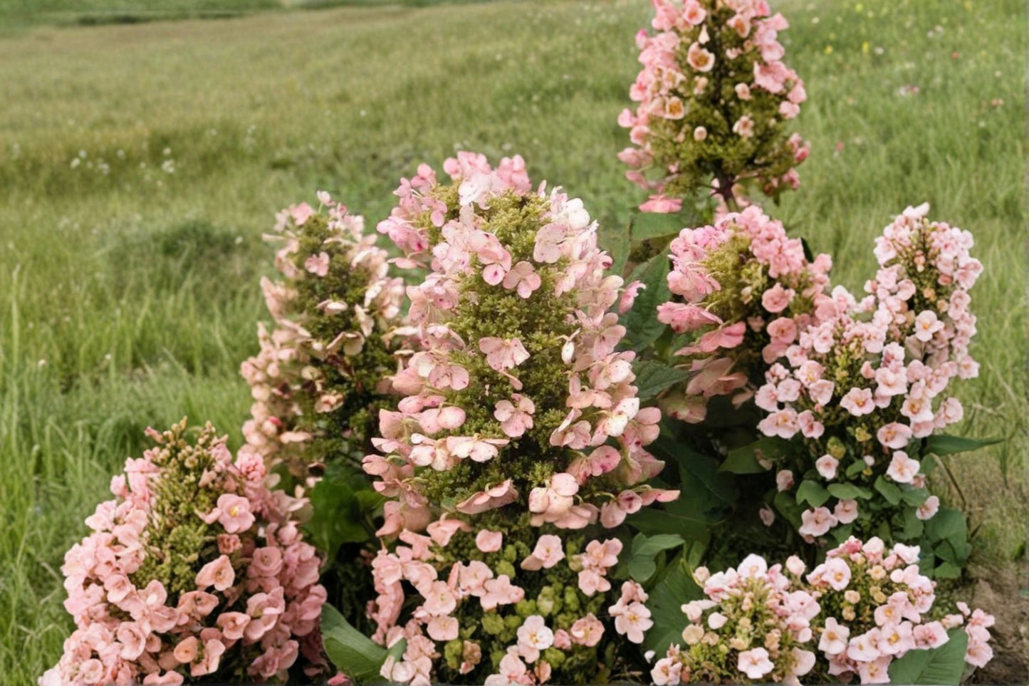 Munchkin Dwarf Oakleaf Hydrangea Live Plant – 1 PT – Hydrangea quercifolia 'Munchkin'