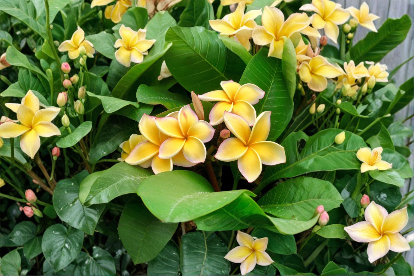 Yellow Plumeria Live Cutting – Hawaiian Frangipani – Plumeria spp.