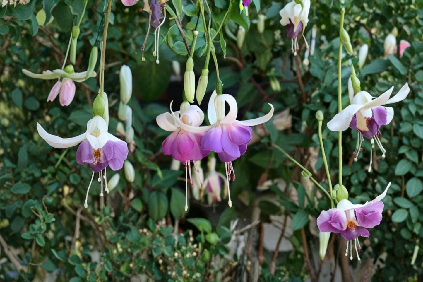 Lena Fuchsia Live Plant – 2–6" Tall – 5" Pot – Double Flower Hanging Basket – Fuchsia Hybrid