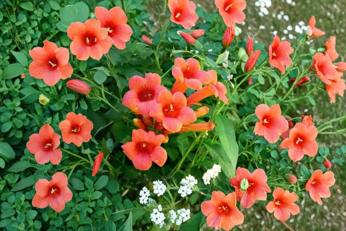 Trumpet Vine Cuttings | 10 Fresh 7 Inch Live Cuttings | Trumpet Vine Plant Propagation | Flowering Vine | Garden Climbing Plant