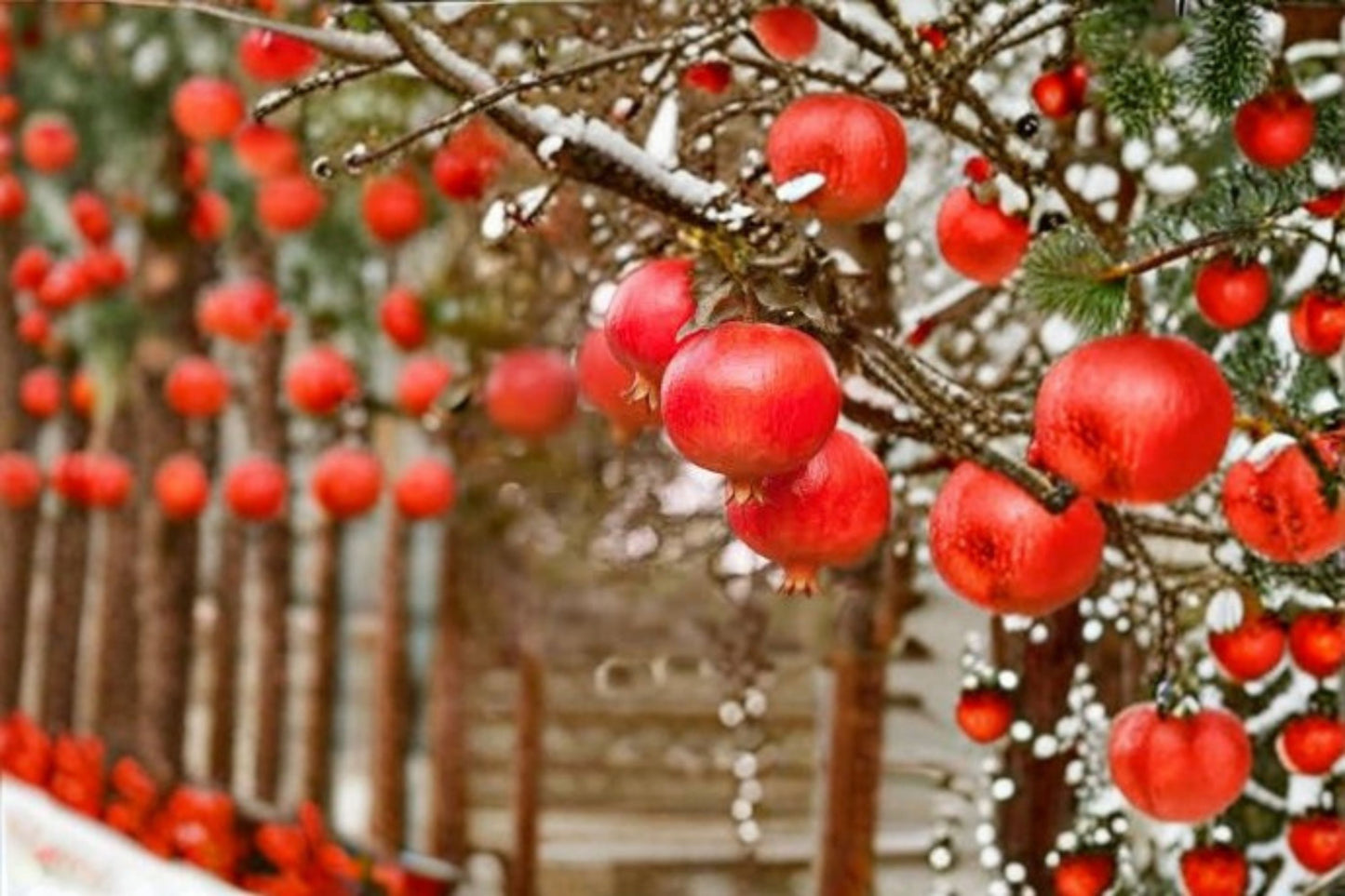 Red Pomegranate Live Plant – 8–10" Tall in 4" Pot – Punica granatum