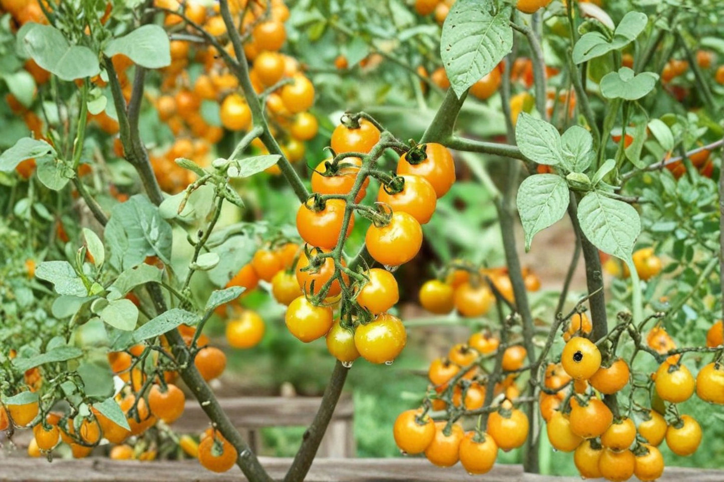 Sun Sugar Yellow Tomato Live Plants (2 Pack) – 6–10" Tall – Solanum lycopersicum
