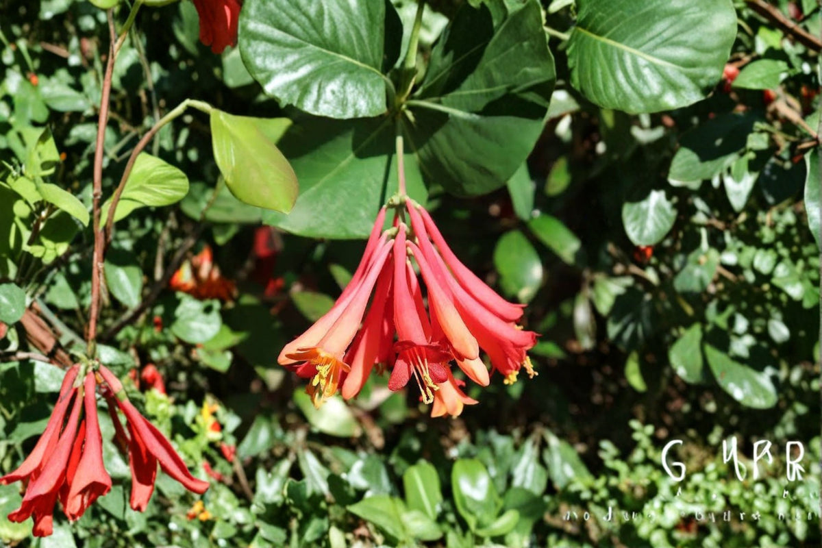 6 Coral Honeysuckle Cuttings | Lonicera sempervirens | Red Trumpet Vine | Live Vine Cuttings | Native Garden Plant