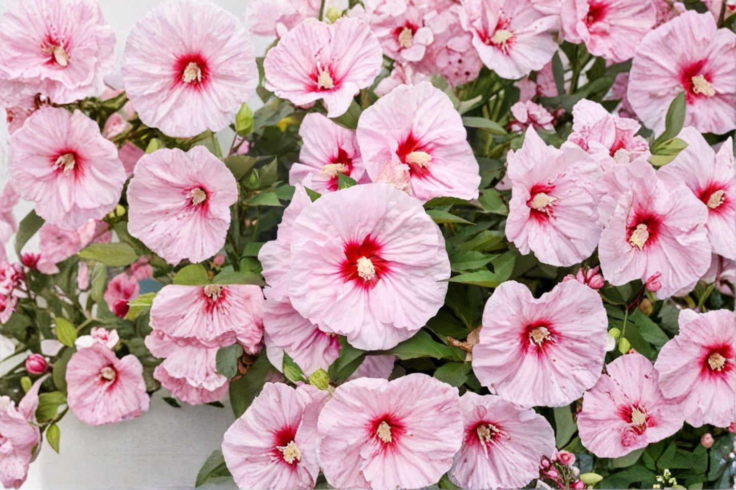 All Eyes On Me Hardy Hibiscus Live Plant – 2.5" Pot – Pink Flower – Hibiscus hybrid