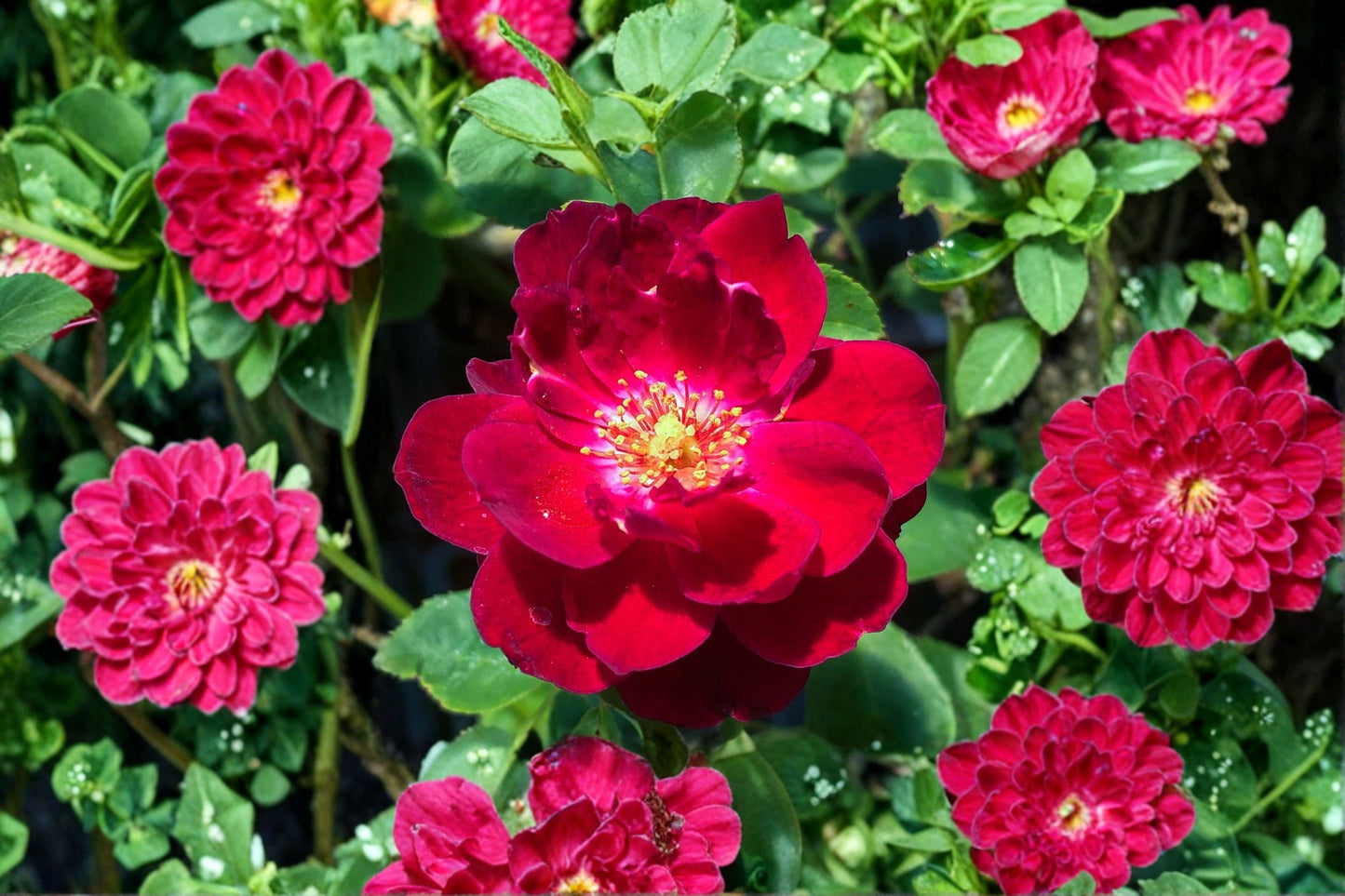 Cardinal Hume Hybrid Musk Rose Own-Root Live Plant – 6-Inch Container