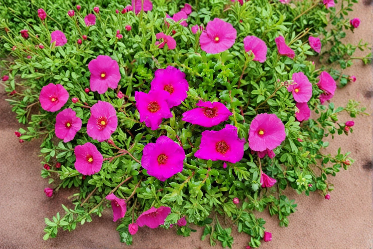 3 Deep Pink Portulaca Live Plants – 4–6" Tall – No Pot – Portulaca grandiflora