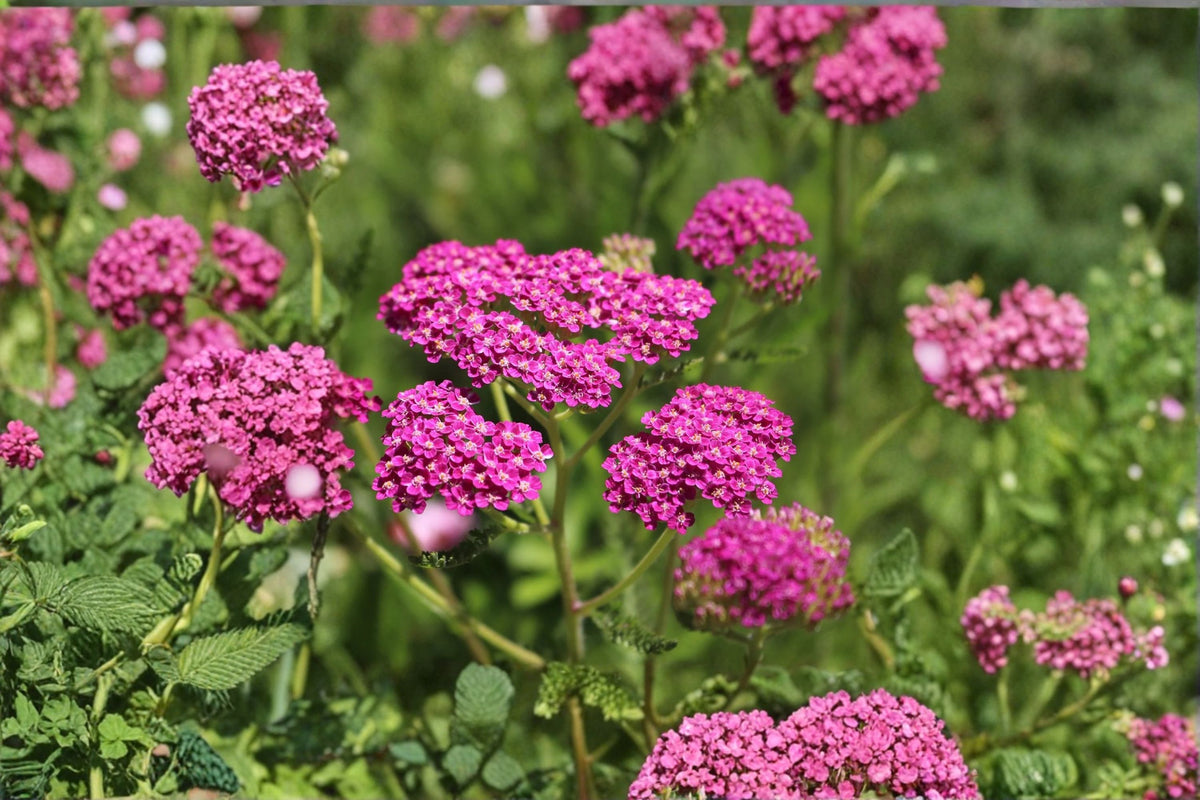 Bright Pink Yarrow Live Plant | Achillea Yarrow Starter Plant | Hardy Perennial Flower | Pollinator Garden Plant | 6+ Inch Plant