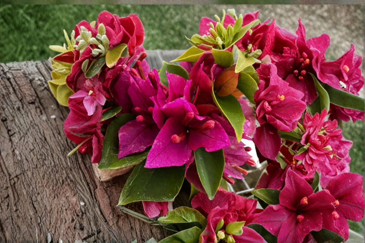 2 Live Pixie Pink Bougainvillea Plants – 4–6" Tall – No Pot – Bougainvillea spp.