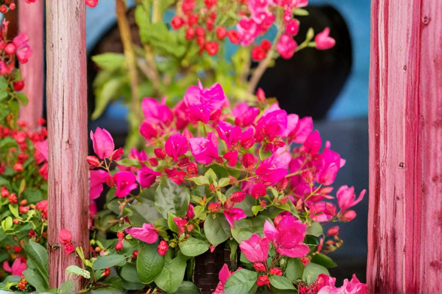 La Jolla Bougainvillea Live Starter Plant – Well Rooted Plug – Bougainvillea spp.