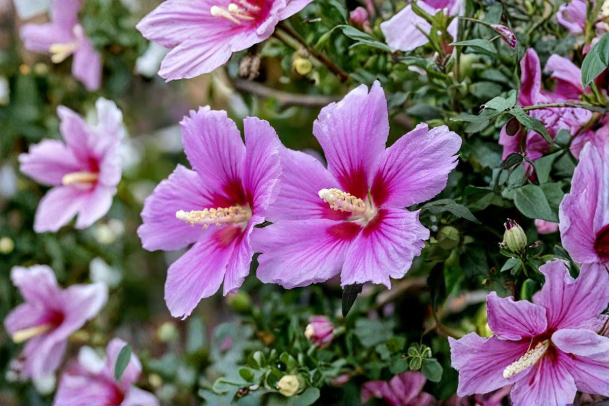 5 Rose of Sharon Hibiscus Live Plants | Rooted Hibiscus Plants | Live Flowering Shrubs | Rose of Sharon Plant | Garden Perennial | Organic Grown
