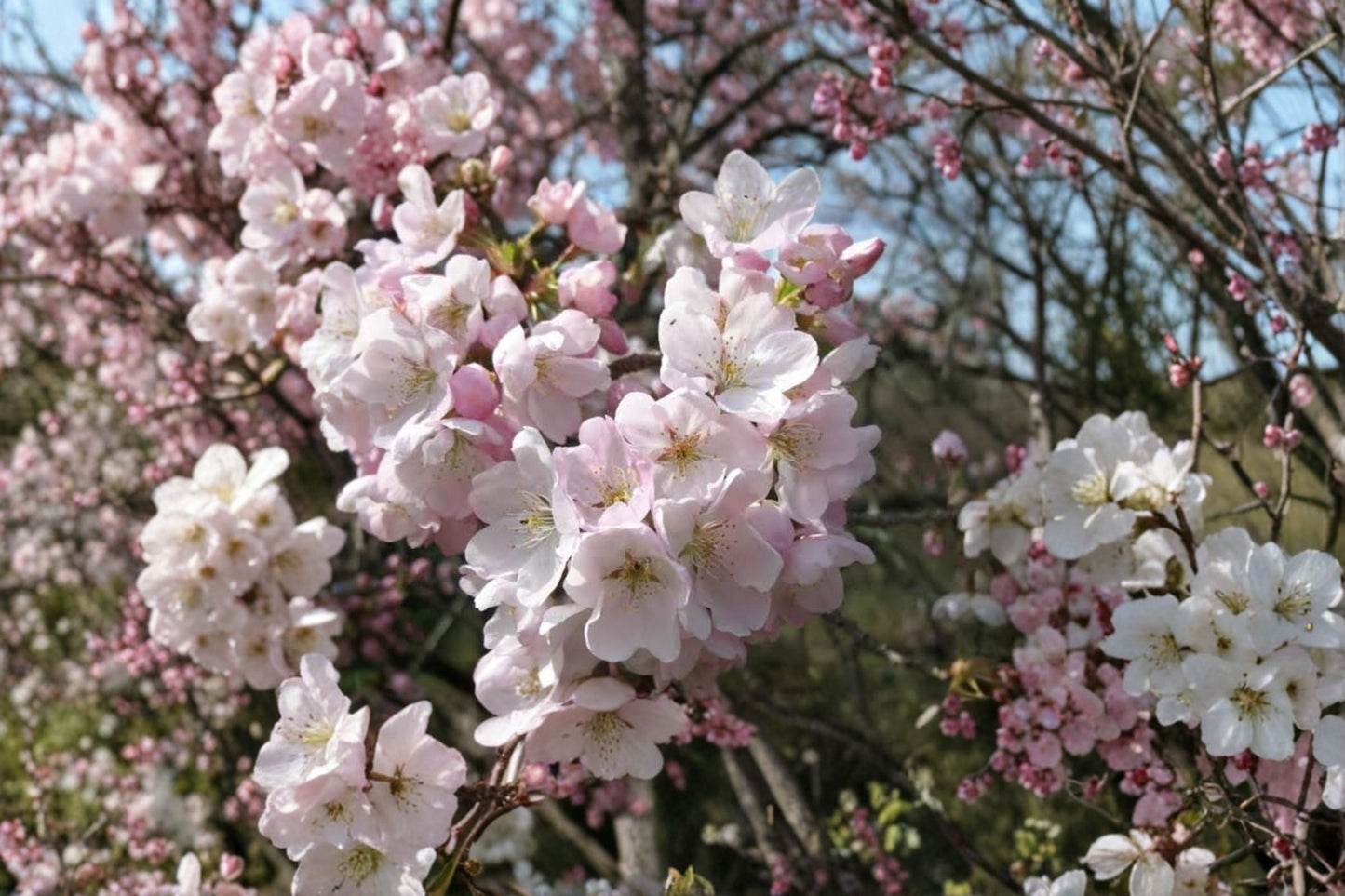 Akebono Flowering Cherry Live Plant – 6–12" Tall – 2.5" Pot – Light Pink Blooms – Prunus × yedoensis 'Akebono'