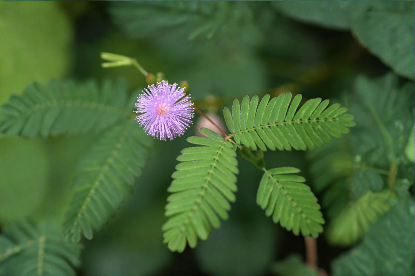 Sensitive Plant Live Plant – Mimosa pudica 4 Inch Pot