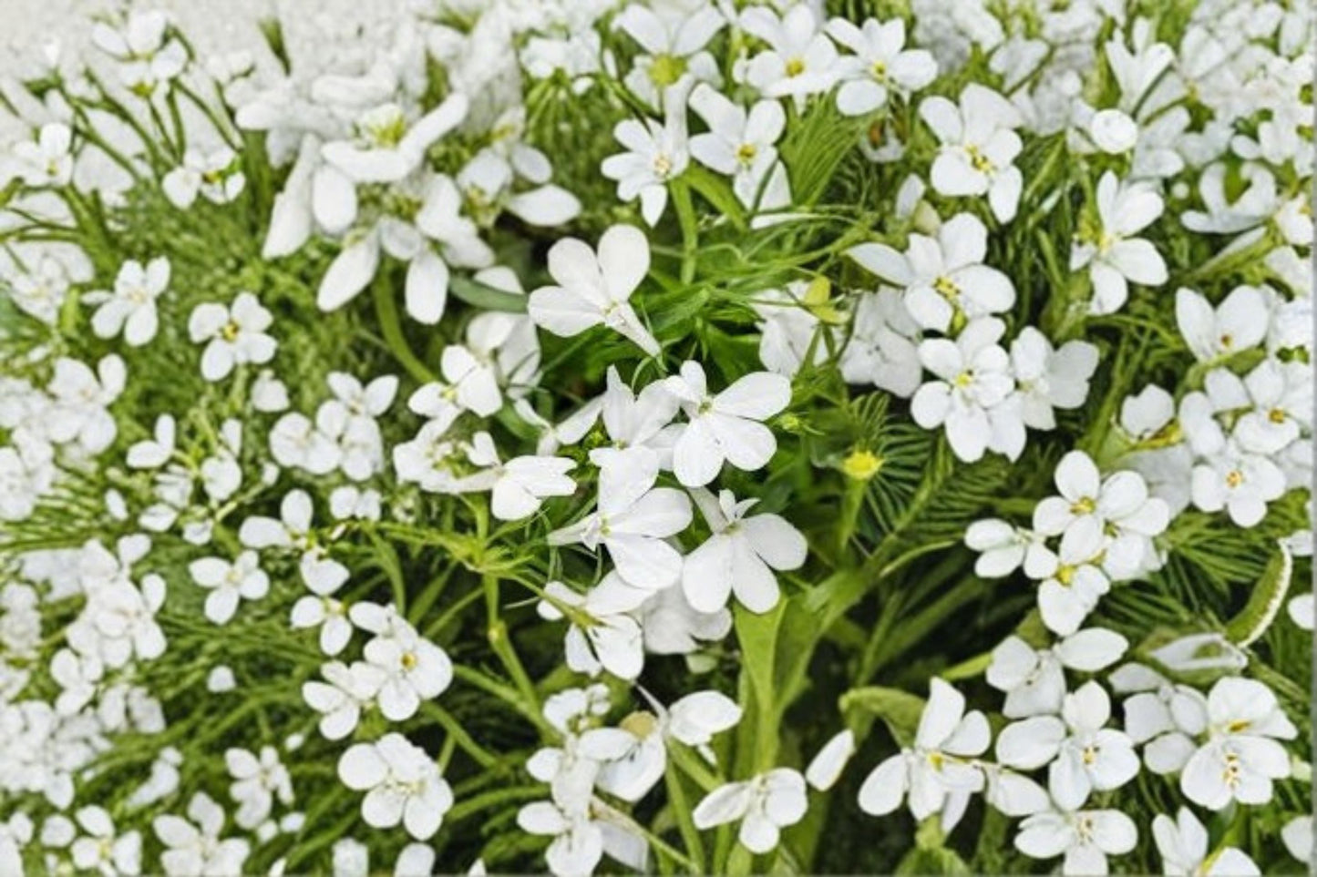 White Lobelia Live Plant – 3" Pot – Lobelia erinus Flowering Garden Plant
