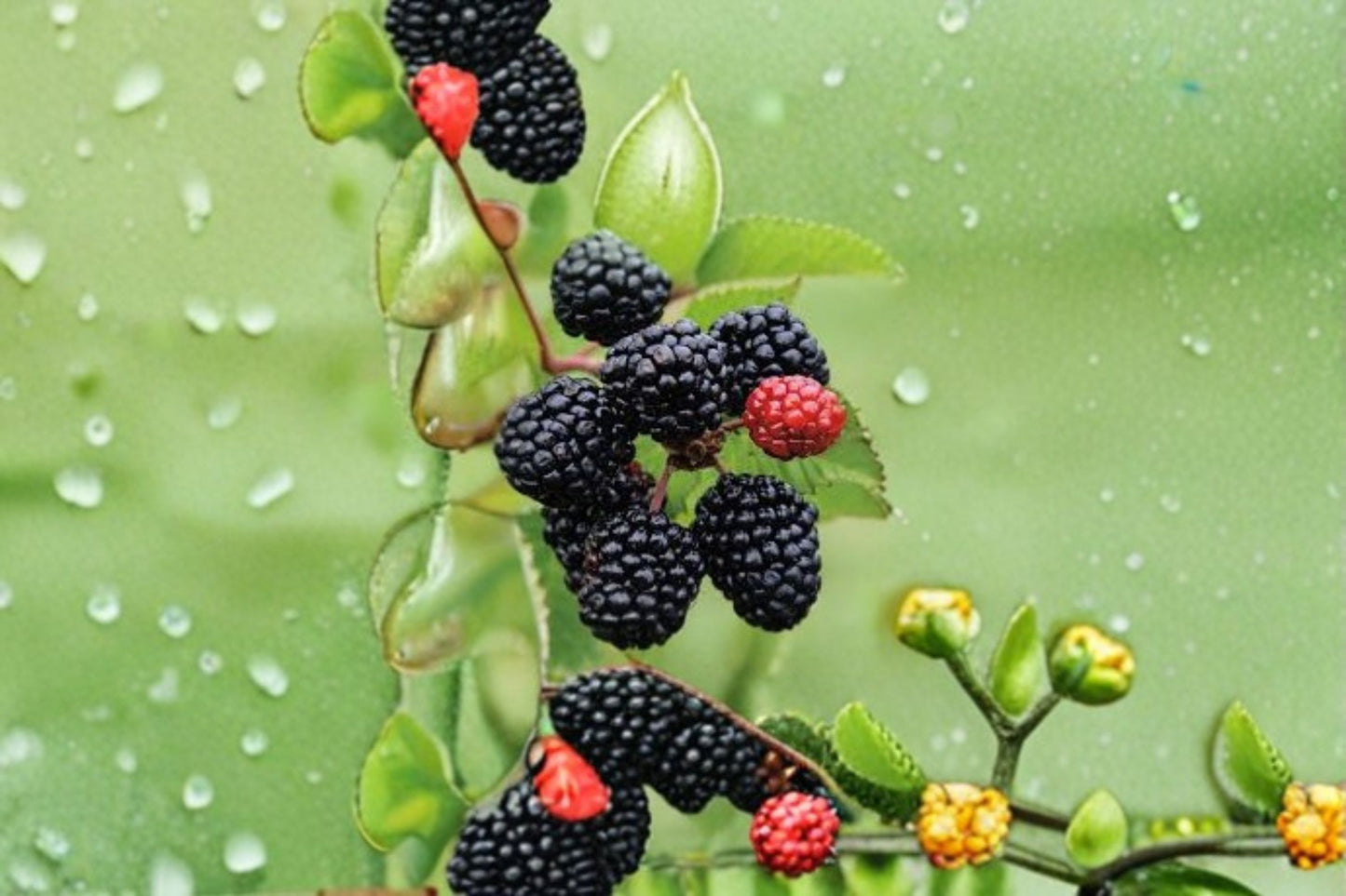 Prime Ark Blackberry 5 Cuttings – Rubus fruticosus